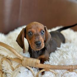 Porthos - Red male Dachshund puppy in Crystal, Michigan from Mare-Bella Smoothcoat Edition