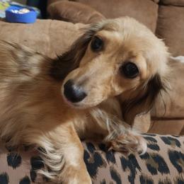 Emmie - Dachshund