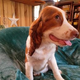 Daisy - Black white and tan female English Springer Spaniel puppy in Comer, Georgia from Stratton Spaniels