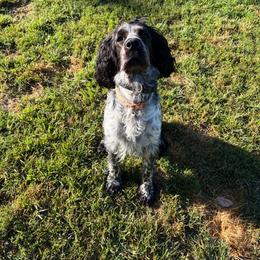 English Springer Spaniel puppies from Rogue Mountain Manor