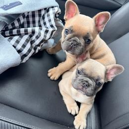 Dale - Blue fawn male French Bulldog puppy in Delhi, Louisiana from 4T Ranch