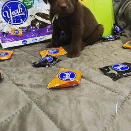 Girl 5 - Chocolate Labrador Retriever puppy in Moyock, North Carolina from Rose Breyer Retrievers