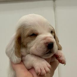 Fuchsia Lace Ear - Lemon and white female Basset Hound puppy in Douglas, Georgia from Huffer Hounds and Havanese