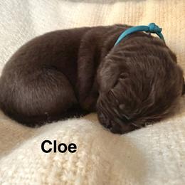 Cloe - Brown female Newfoundland puppy in Goodhue, Minnesota from Claypits Newfoundlands