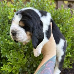 Basset Hound puppies from Kara's Basset Hounds