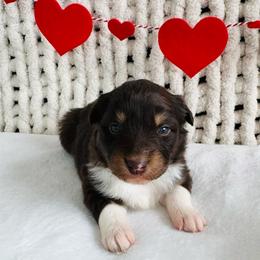 Rosie - Red tri-color female Australian Shepherd puppy in Zwingle, Iowa from Homestead Aussies & Doodles