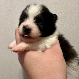 Olaf - Black parti male Pomeranian puppy in Springfield, Missouri from Hope Mountain Pomeranians