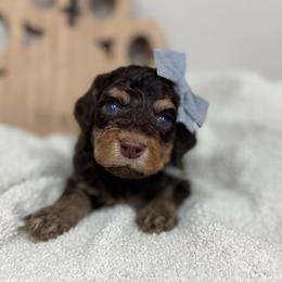 Halo-Blue Collar - Phantom female Bernedoodle puppy in Oak Hills, California from High Desert Doodles