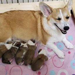 Pembroke Welsh Corgis from Cynnor's Corgis