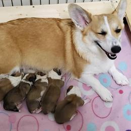 Pembroke Welsh Corgis from Cynnor's Corgis