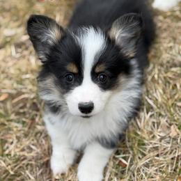 Queen - Black and tan female Pembroke Welsh Corgi puppy in Hotchkiss, Colorado from Grand Mesa Corgis