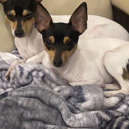 Belle - Toy Fox Terrier
