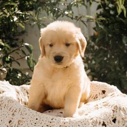 Abraham - Golden male Golden Retriever puppy in Ramona, California from SDPREMIERGOLDENS