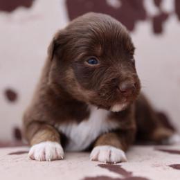 PUMPKIN - Red tri-color female Australian Shepherd puppy in Star City, Arkansas from Blush & Lace Aussie Co.