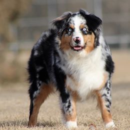 Moon Pie - Australian Shepherd