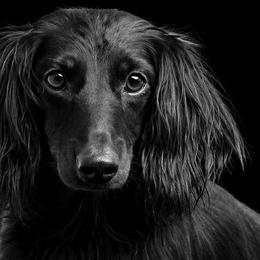 Rory - Dachshund