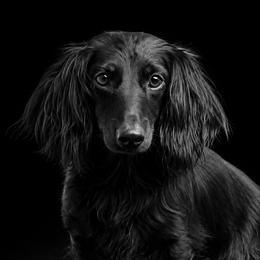 Rory - Dachshund