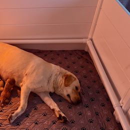 Boy 1 - Yellow male Labrador Retriever puppy in Ranchita, California from Pacific Crest Labradors