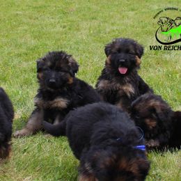 German Shepherd and Tibetan Mastiff Puppies from Von Reich Haus