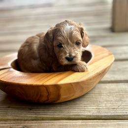 Bruni - Red and white male Cockapoo puppy in Ellaville, Georgia from Lakeside Cockapoos
