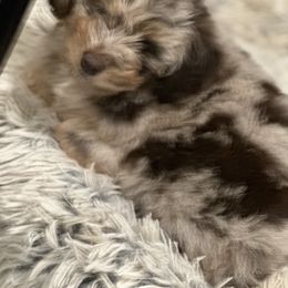 Aussiedoodle, Cavalier King Charles Spaniel, Cavapoo, and Labradoodle Puppies from Mc Doodles of Texas LLC