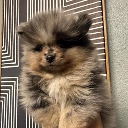 BabyYoda - Blue merle male Pomeranian puppy in Loma Linda, California from Goulden_Pups