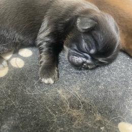 Mocha - Black and white male Shih Tzu puppy in Reddell, Louisiana from TINYSHIHTZUFURU