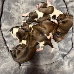 Girl 2 - Gold and white female Shih Tzu puppy in West Palm Beach, Florida from Must Be Love