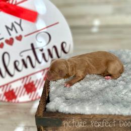 Green collar - Apricot male Cavapoo puppy in St George, Utah from Picture Perfect Doodles