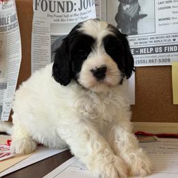 Whisper - Black female Australian Labradoodle puppy in Valley Springs, California from Blue Denim Doodles