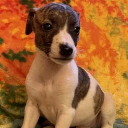 Poodles and Whippets from Sincity Dogs Hobby Kennel