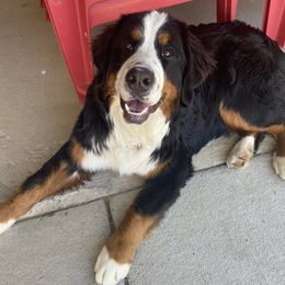 Bernedoodles from Parker Farm Pups