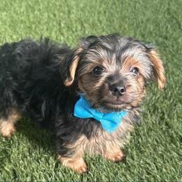 Lincoln - Parti male Yorkshire Terrier puppy in San Antonio, Texas from Luna's Treasures