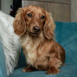 Leah Solo - Dachshund