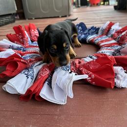 Dachshund Puppies from Johnson’s Weiner Farm