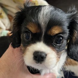 Cavalier King Charles Spaniels from Cynthia's Cavaliers