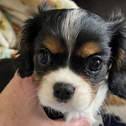 Cavalier King Charles Spaniels from Cynthia's Cavaliers