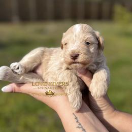 AKC Wheaten Girl 1 - Wheaten female Miniature Schnauzer puppy in Lake Placid, Florida from Love Giver Schnauzers