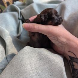 Dasher - Red male Pomeranian puppy in Comer, Georgia from HillTop Pomeranians ✨