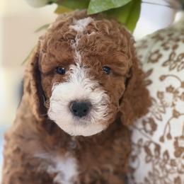 Frosty - Red  female Goldendoodle puppy in Yuciapa, California from AlltheDoodlez_
