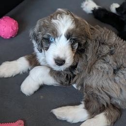 Poseidon - Blue merle male Aussiedoodle puppy in New Durham, New Hampshire from Ridgeview Aussiedoodles
