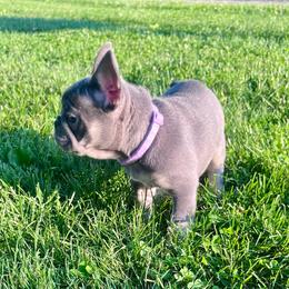 Miami - Tricolors female French Bulldog puppy in Lynchburg, Ohio from Pennington Family Frenchies