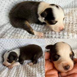 Red tri female - Red tri female Toy Australian Shepherd puppy in Brooker, Florida from Honey, I Shrunk the Aussies