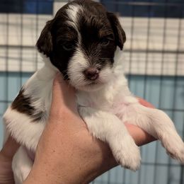 Aussiedoodle Puppies from Fur Hollow Puppies
