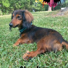 Charlie - Dachshund