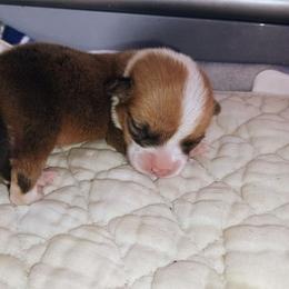 Wonder - Sable female Pembroke Welsh Corgi puppy in Ellensburg, Washington from Faery Mount Farm