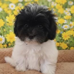 Everest - Black & white male Maltipoo puppy in Salisbury, North Carolina from Carolina Canines