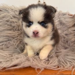 Icy - Blue female Pomsky puppy in La Verne, California from Red Cedar Pomskies