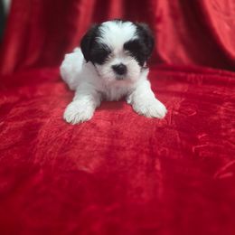 Cherish - Black and white female Shichon puppy in Ronda, North Carolina from Willow River