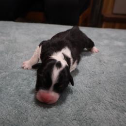 Keese - Black tri-color female Australian Shepherd puppy in Woodinville, Washington from Cornerstone Australian Shepherds
